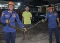 Petugas Damkar Berhasil Evakuasi Dua Ular Sanca di Pancoran Mas dan Cilodong