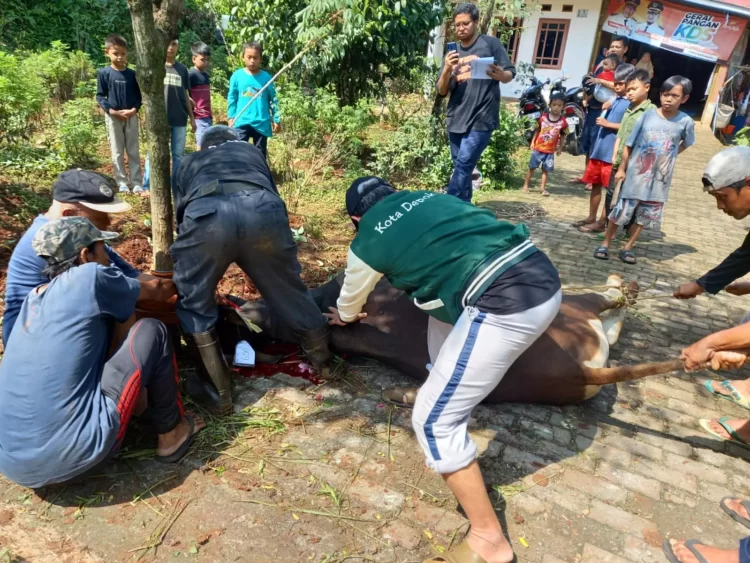 Disdik Depok Kurban Seekor Sapi Berbobot 344 Kg